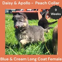 AKC Blue&Cream LH - DA Peach, a female German Shepherd Dog for sale in Princeville, IL – 6 of 10