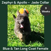 AKC Blue & Tan LH - ZA Jade , a female German Shepherd Dog for sale in Princeville, IL – 2 of 9