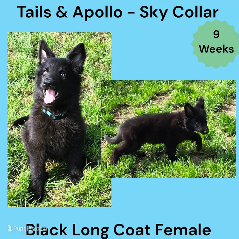 AKC Black Long Coat - TA Sky – German Shepherd Dog puppy for sale in Princeville, IL