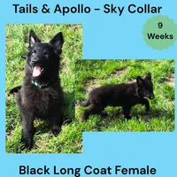 AKC Black Long Coat - TA Sky, a female German Shepherd Dog for sale in Princeville, IL – 1 of 8