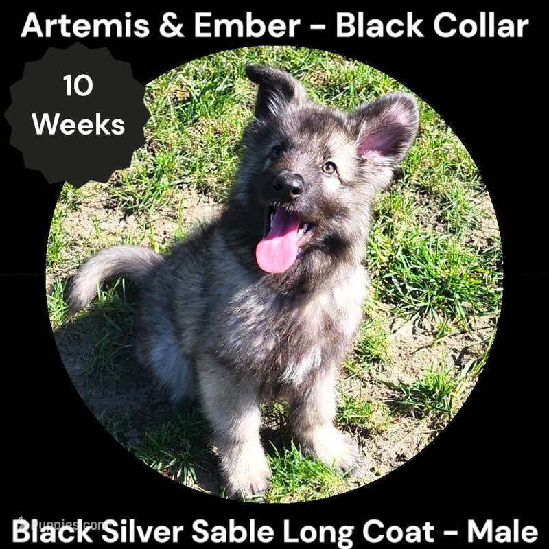 AKC Black Silver Sable Long Coat - AE Black – German Shepherd Dog puppy for sale in Princeville, IL