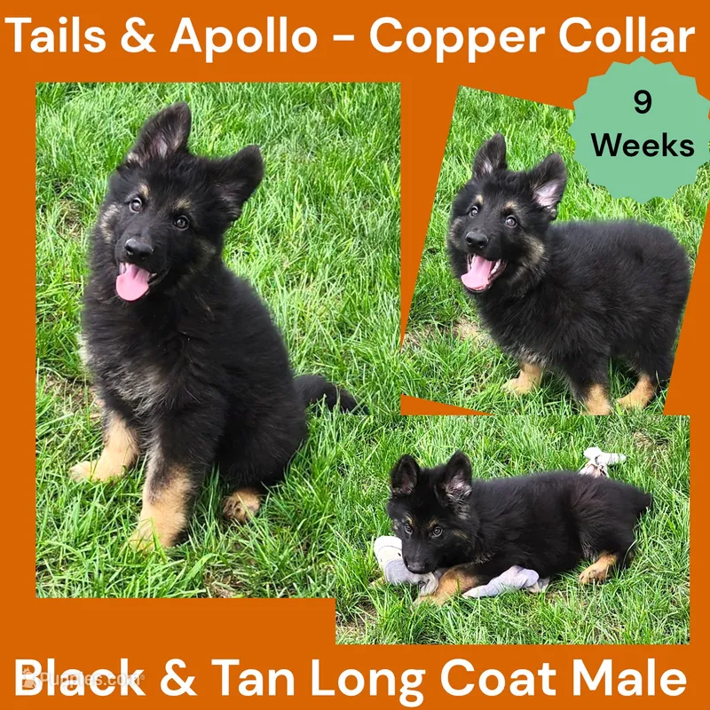 AKC Black & Tan Long Coat - TA Copper – German Shepherd Dog puppy for sale in Princeville, IL