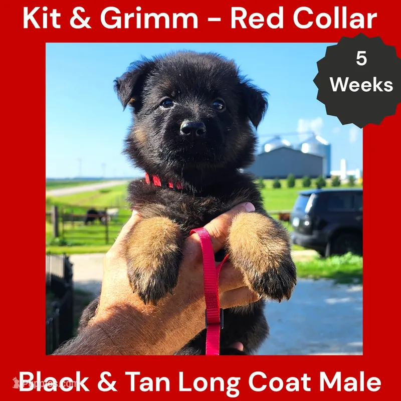 AKC Black & Tan Long Coat - KG Red – German Shepherd Dog puppy for sale in Princeville, IL