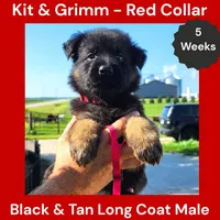 AKC Black & Tan Long Coat - KG Red, a male German Shepherd Dog for sale in Princeville, IL – 5 of 9