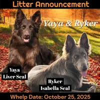 AKC Liver LH - YR Silver, a female German Shepherd Dog for sale in Princeville, IL – Photo 5 of 5