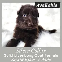 AKC Liver LH - YR Silver, a female German Shepherd Dog for sale in Princeville, IL – Photo 4 of 5