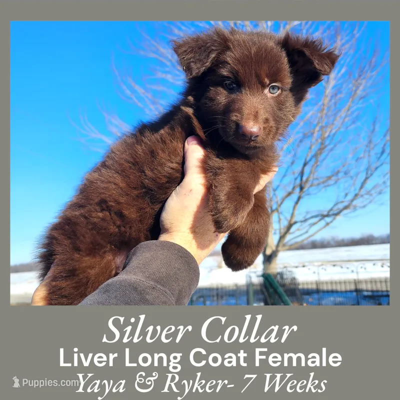 AKC Liver LH - YR Silver
