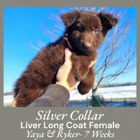 AKC Liver LH - YR Silver, a female German Shepherd Dog for sale in Princeville, IL – Photo 1 of 5