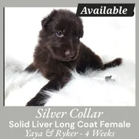 AKC Liver LH - YR Silver, a female German Shepherd Dog for sale in Princeville, IL – Photo 3 of 5