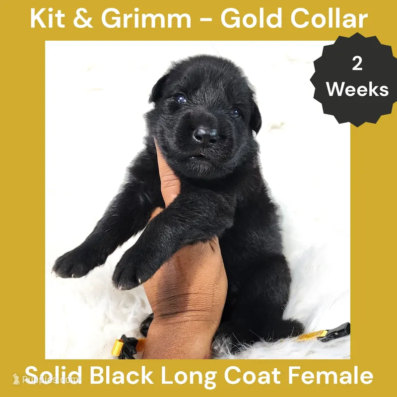 AKC Black Long Coat - KG Gold – German Shepherd Dog puppy for sale in Princeville, IL