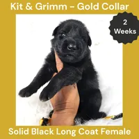 AKC Black Long Coat - KG Gold, a female German Shepherd Dog for sale in Princeville, IL – 1 of 3