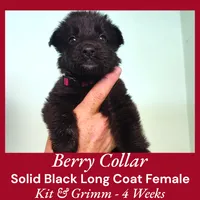 AKC Black LH - KG Berry, a female German Shepherd Dog for sale in Princeville, IL – Photo 6 of 6