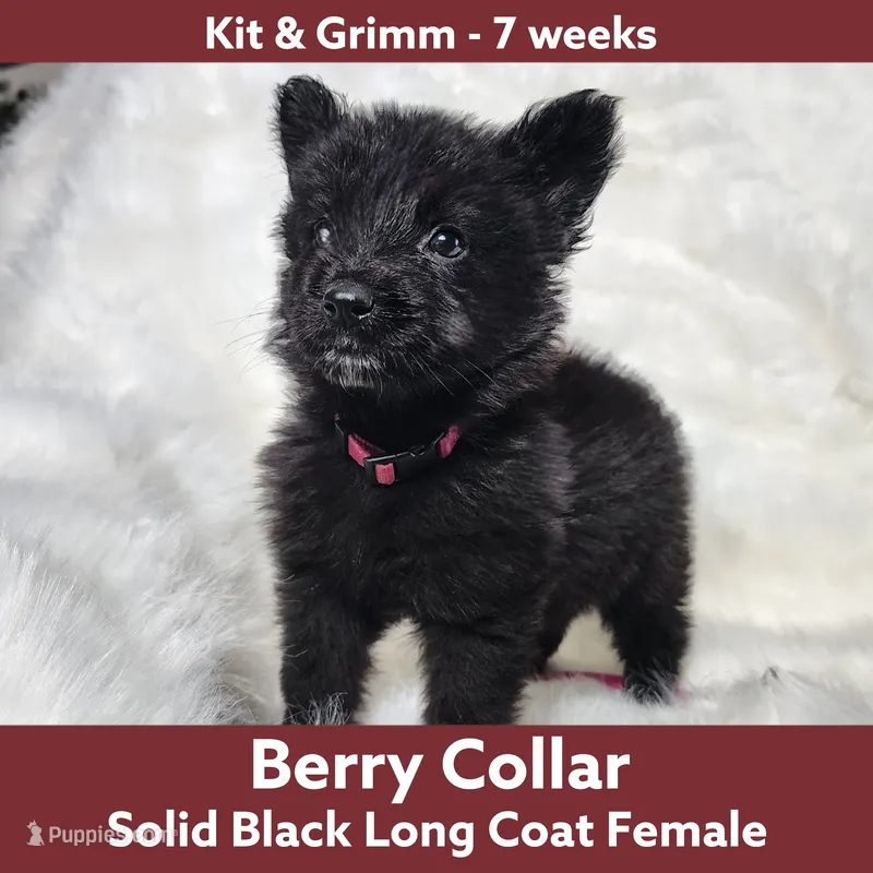 AKC Black LH - KG Berry
