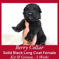 AKC Black LH - KG Berry, a female German Shepherd Dog for sale in Princeville, IL – Photo 3 of 6