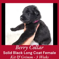 AKC Black LH - KG Berry, a female German Shepherd Dog for sale in Princeville, IL – Photo 4 of 6