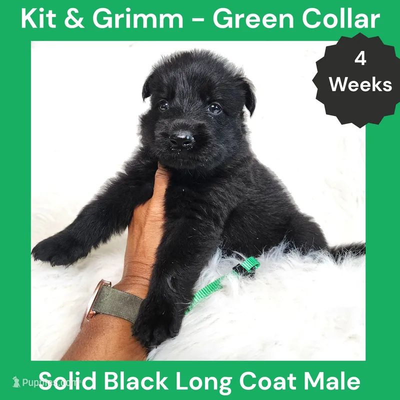 AKC Black Long Coat - KG Green – German Shepherd Dog puppy for sale in Princeville, IL