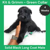 AKC Black Long Coat - KG Green, a male German Shepherd Dog for sale in Princeville, IL – 6 of 9