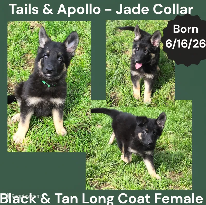 AKC Black & Tan Long Coat - TA Jade – German Shepherd Dog puppy for sale in Princeville, IL