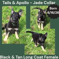 AKC Black & Tan Long Coat - TA Jade , a female German Shepherd Dog for sale in Princeville, IL – 1 of 8