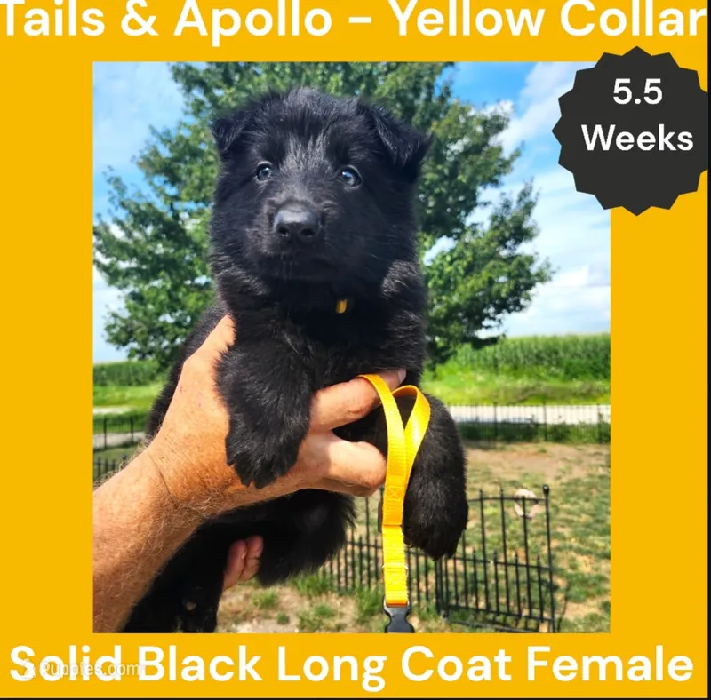 AKC Black Long Coat - TA Yellow – German Shepherd Dog puppy for sale in Princeville, IL