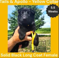 AKC Black Long Coat - TA Yellow, a female German Shepherd Dog for sale in Princeville, IL – 4 of 8
