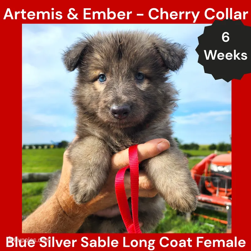AKC Blue Silver Sable Long Coat - AE Cherry – German Shepherd Dog puppy for sale in Princeville, IL