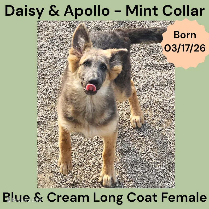 AKC Blue & Cream LH - DA Mint – German Shepherd Dog puppy for sale in Princeville, IL