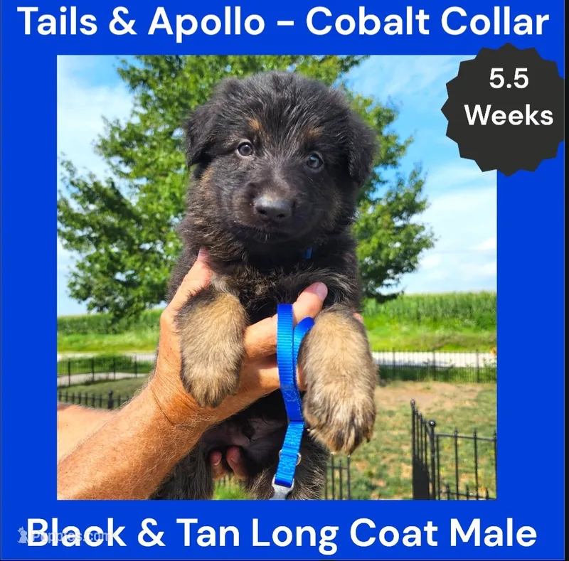AKC Black & Tan Long Coat - TA Cobalt – German Shepherd Dog puppy for sale in Princeville, IL