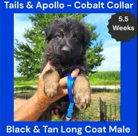 AKC Black & Tan Long Coat - TA Cobalt, a male German Shepherd Dog for sale in Princeville, IL – 4 of 9