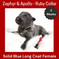 AKC Blue LH - ZA Ruby, a female German Shepherd Dog for sale in Princeville, IL – Photo 2 of 3