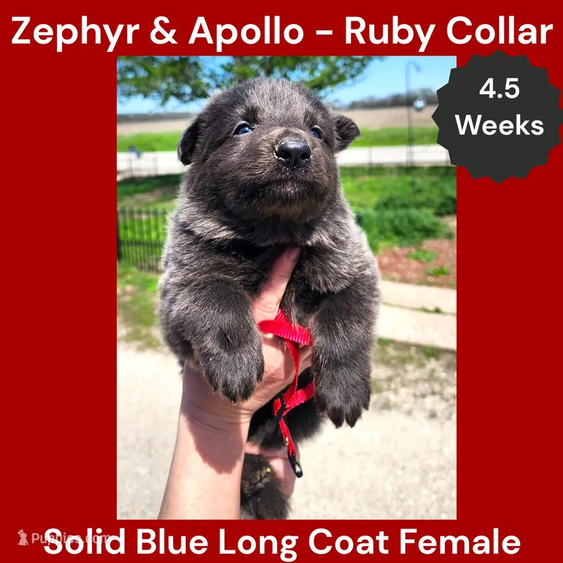 AKC Blue LH - ZA Ruby – German Shepherd Dog puppy for sale in Princeville, IL
