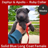 AKC Blue LH - ZA Ruby, a female German Shepherd Dog for sale in Princeville, IL – 6 of 10