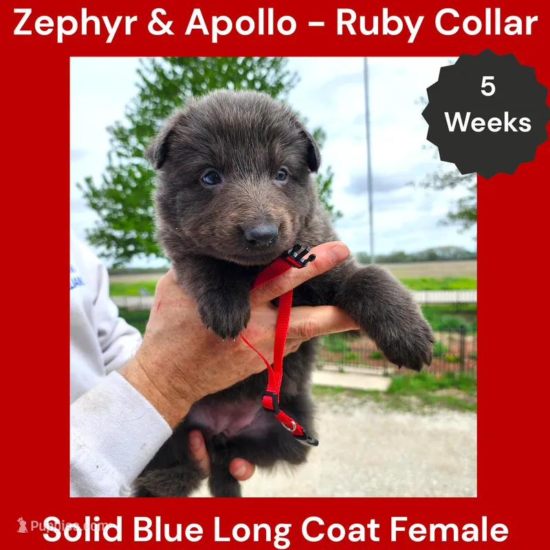 AKC Blue LH - ZA Ruby – German Shepherd Dog puppy for sale in Princeville, IL