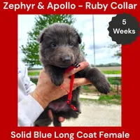 AKC Blue LH - ZA Ruby, a female German Shepherd Dog for sale in Princeville, IL – 7 of 10