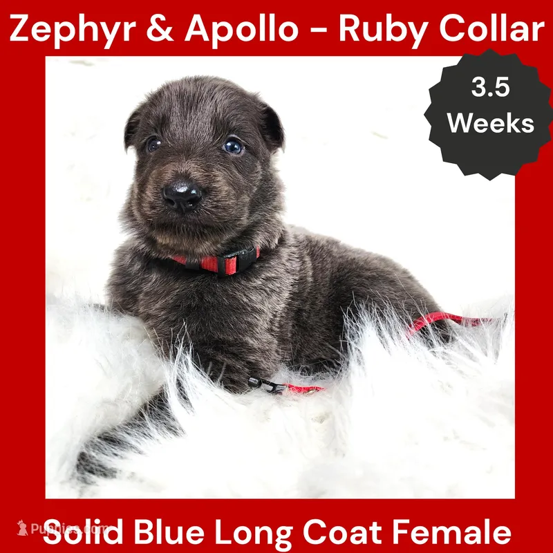 AKC Blue LH - ZA Ruby – German Shepherd Dog puppy for sale in Princeville, IL