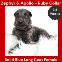 AKC Blue LH - ZA Ruby, a female German Shepherd Dog for sale in Princeville, IL – 8 of 10