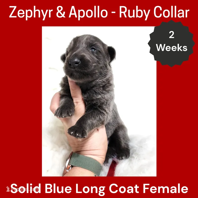 AKC Blue LH - ZA Ruby – German Shepherd Dog puppy for sale in Princeville, IL