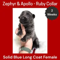AKC Blue LH - ZA Ruby, a female German Shepherd Dog for sale in Princeville, IL – Photo 1 of 3