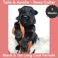 AKC Black & Tan Long Coat - TA Rose, a female German Shepherd Dog for sale in Princeville, IL – 6 of 8