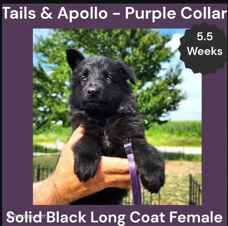 AKC Black Long Coat - TA Purple – German Shepherd Dog puppy for sale in Princeville, IL