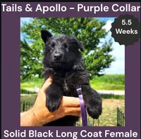 AKC Black Long Coat - TA Purple, a female German Shepherd Dog for sale in Princeville, IL – 4 of 8