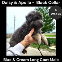 AKC Blue&Cream LH - DA Coal, a male German Shepherd Dog for sale in Princeville, IL – Photo 2 of 5
