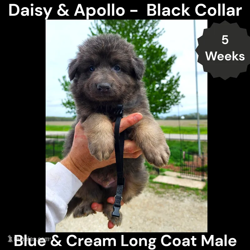 AKC Blue&Cream LH - DA Coal – German Shepherd Dog puppy for sale in Princeville, IL