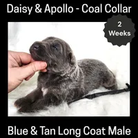 AKC Blue&tan LH - DA Coal, a male German Shepherd Dog for sale in Princeville, IL – Photo 2 of 3