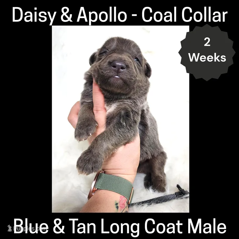 AKC Blue&tan LH - DA Coal – German Shepherd Dog puppy for sale in Princeville, IL