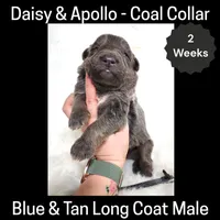 AKC Blue&tan LH - DA Coal, a male German Shepherd Dog for sale in Princeville, IL – Photo 1 of 3