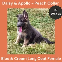 AKC Blue&Cream LH - DA Peach, a female German Shepherd Dog for sale in Princeville, IL – 4 of 10