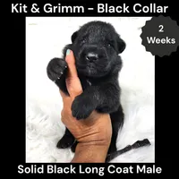 AKC Black Long Coat - KG Black, a male German Shepherd Dog for sale in Princeville, IL – 1 of 3