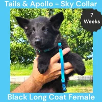 AKC Black Long Coat - TA Sky, a female German Shepherd Dog for sale in Princeville, IL – 3 of 8