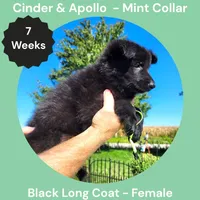 AKC Black Long Coat - CA Mint, a female German Shepherd Dog for sale in Princeville, IL – 4 of 9